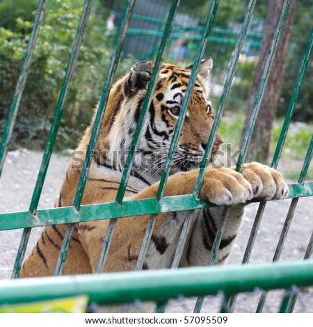 The image of tiger in the cage stands at a sweet pose