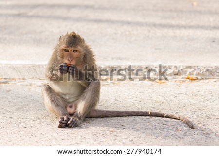 Monkey eating papaya