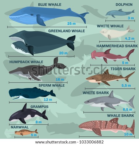 Infographics of giant inhabitants of the sea depths