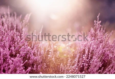 Image, Stock Photo Flowering heather as background