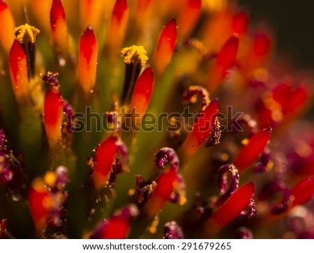 Close Up Of Cone flower
