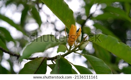 Photo of Flower of Magnolia champaca or Michelia champaca, known in English as champak It is known for its fragrant flowers, and its timber used in woodworking.