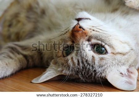 Happy cat laying on the floor