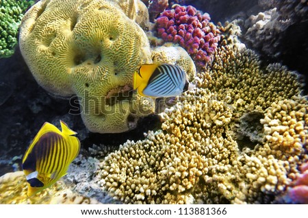 Coral and fish in the Red Sea.Butterfly fish.Egypt