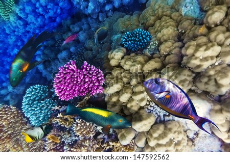 Coral and Fish-surgeon  in the Red Sea. Egypt, Africa