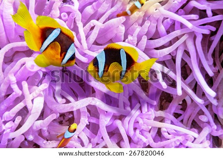 Couple of cute  clown-fish in the bush of anemone\'s - underwater tropical world.