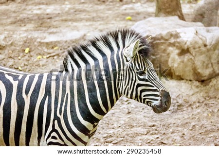 Zebras in their natural habitat. National Forest.
