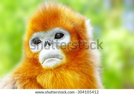 Cute golden Snub-Nosed Monkey in his  natural habitat of wildlife.
