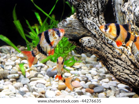 Shoal of   aquarium fish-Barbus-five-banded barb. (Barbus pentazona)