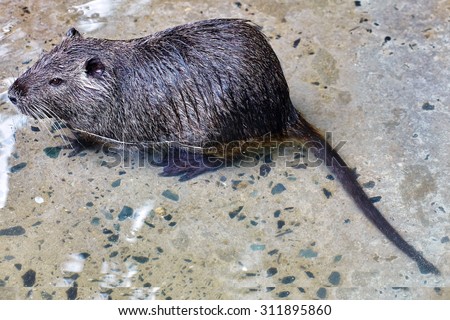Cute wild furry Coypu Rat (river rat, nutria) in its natural habitat in nature.