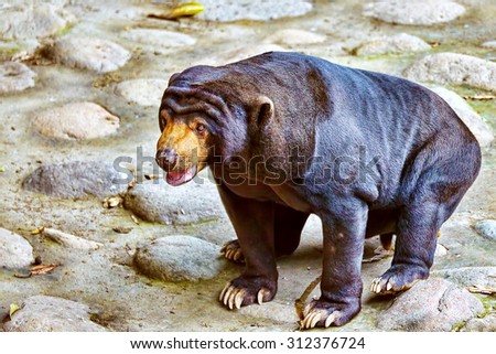 Malayan sun bear(smallest bear)  in its natural habitat.