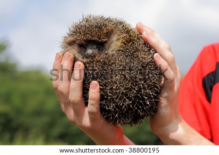 Hedgehog in a hands