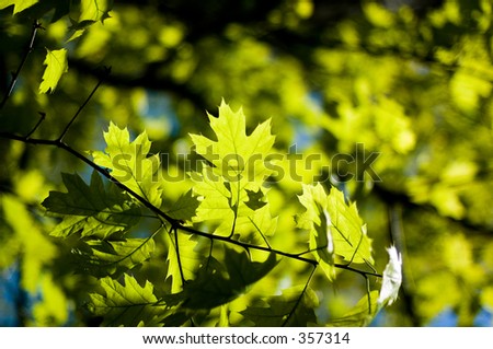 Leevs Stock Photo 357314 : Shutterstock