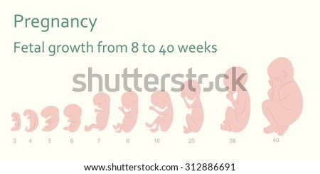 Pregnancy. Fetal Growth From 8 To 40 Weeks, Fertilization To Birth ...