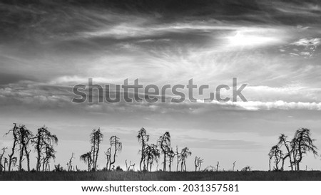 Similar – Image, Stock Photo Noir Flohay in the Hautes Fagnes, consisting of dead trees and grassland of an upland moor and hiking area