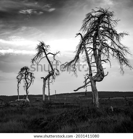 Similar – Image, Stock Photo Noir Flohay in the Hautes Fagnes, consisting of dead trees and grassland of an upland moor and hiking area