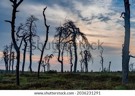 Similar – Image, Stock Photo Noir Flohay in the Hautes Fagnes, consisting of dead trees and grassland of an upland moor and hiking area