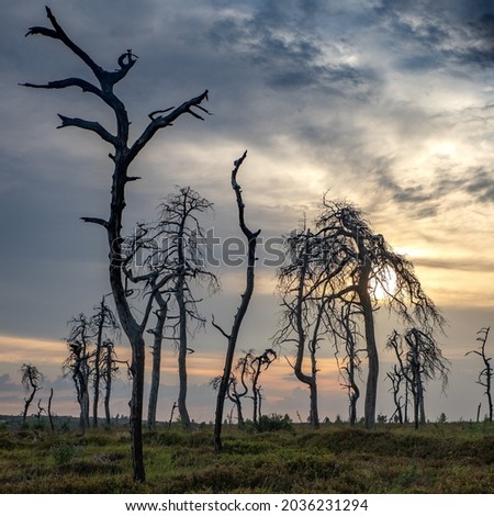 Similar – Image, Stock Photo Noir Flohay in the Hautes Fagnes, consisting of dead trees and grassland of an upland moor and hiking area