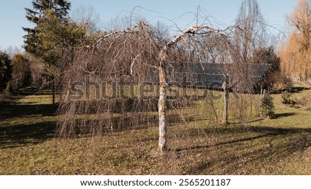 Similar – Image, Stock Photo Weeping birch in the morning winter sun