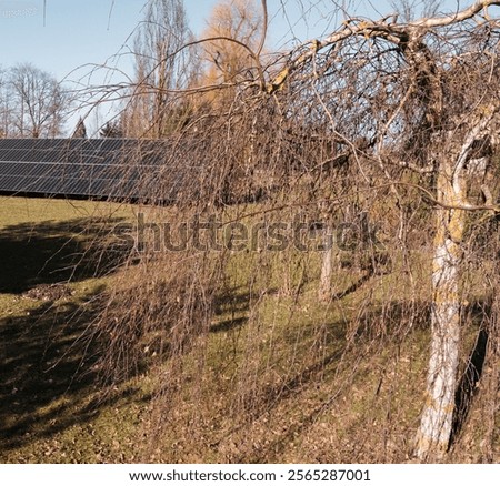 Similar – Image, Stock Photo Weeping birch in the morning winter sun