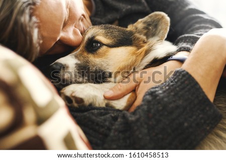 Similar – Image, Stock Photo Portrait of dog spending time in street