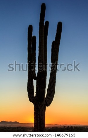 A cactus in silhouette against the desert sky at sunrise.