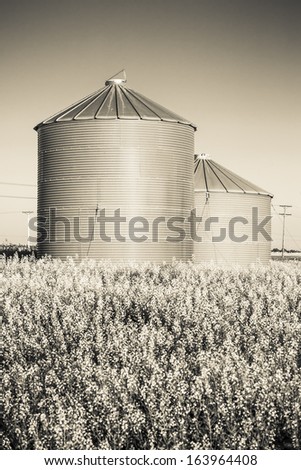 A pair of steel grain bins sit in a field of ripe yellow canola