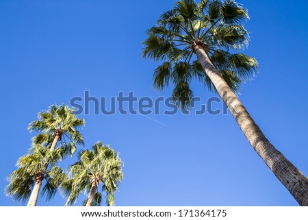 Looking skyward at the tall palm trees as a jet passes by