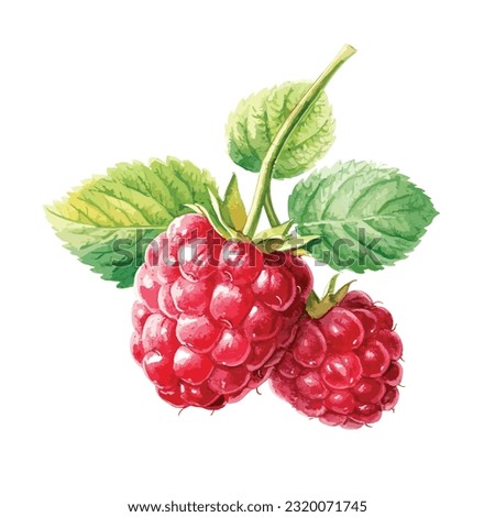 Watercolor Ripe raspberries and green leaves. Watercolor hand drawn illustration, isolated on white background, vector illustration