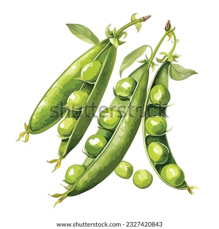 watercolor green peas.Pea sed wild vegetables in a watercolor style isolated.Aquarelle wild vegetables for background, texture, wrapper pattern or menu.
