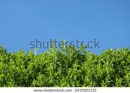 Similar – Image, Stock Photo Densely grown hedge with brick wall and garden fence