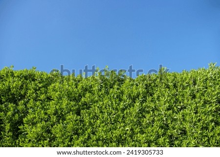 Similar – Image, Stock Photo Densely grown hedge with brick wall and garden fence