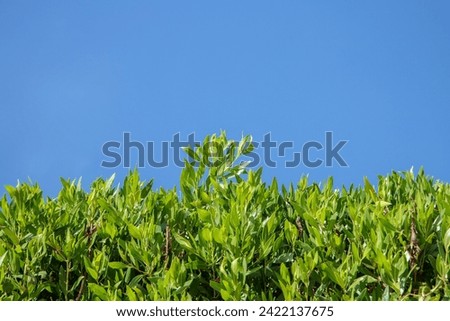 Similar – Foto Bild Dicht gewachsene Hecke mit Backsteinmauer und Gartenzaun