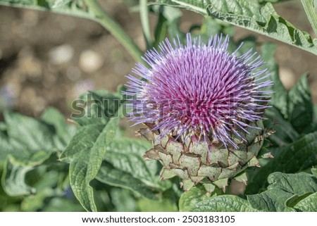 Similar – Image, Stock Photo The inflorescences of the common butterbur (Petasites hybridus)