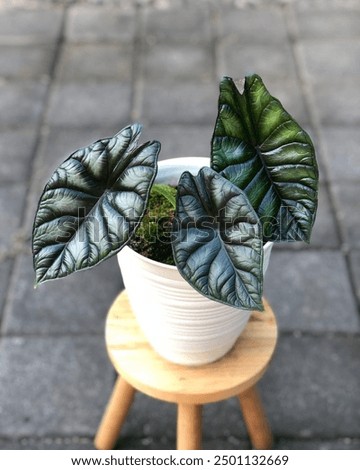 Similar – Image, Stock Photo Beautiful scale with plants in summer