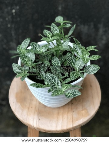 Similar – Foto Bild Fittonia Zimmerpflanze mit Copy Space