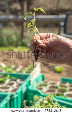 Human hand holding a tomato seedlings. These organic bio tomato plants are processed to individual plots by hand. The cultivation of tomato requires patience, attention and dedication.