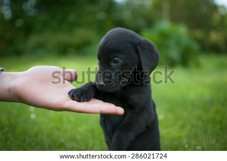 Black puppy of labrador and hand on the green grass background