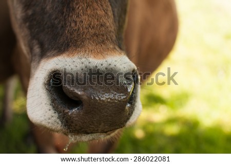 Cow\'s wet nose close up