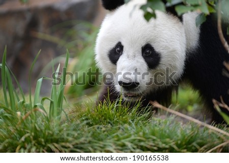 A close up shot of a giant panda