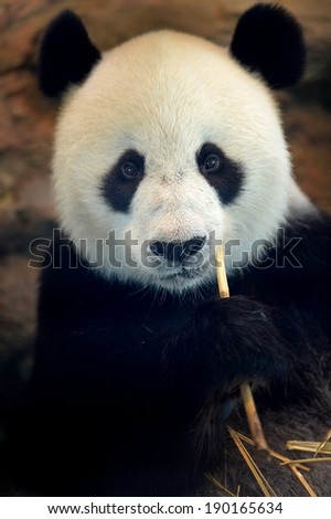 A close up shot of a giant panda