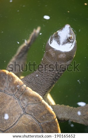 A close up shot of an Australian Murray River Turtle or Short Neck Turtle