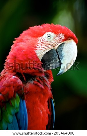 A close up shot of a Macaw Parrot