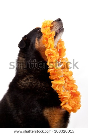 Dog with orange ribbon to express football madness in Holland   in a studio setting over white