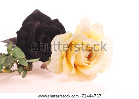 Black rose and yellow rose over white isolated against a white background with copy space