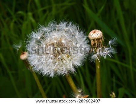 Two dandelion. One with a feather, the other without fluff on a grass background