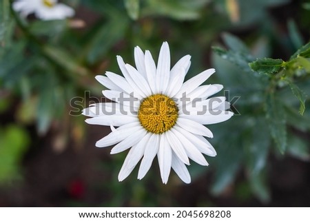White flower chamomile closeup and natural.