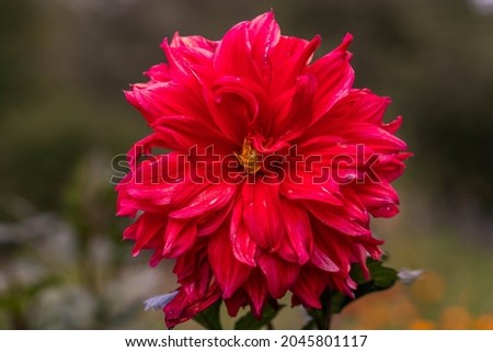 Photo of Dahlia flower red, mature and magnificent closeup.