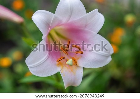 White Lilia flower closeup pink