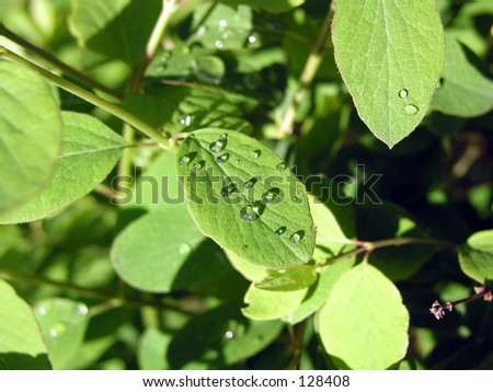 Droplets on leaves